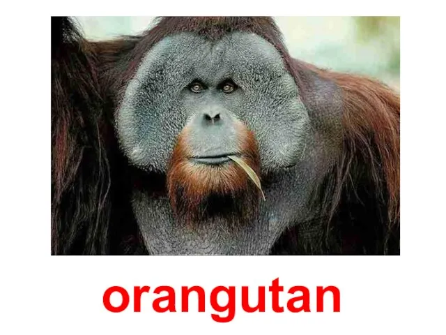 orangutan