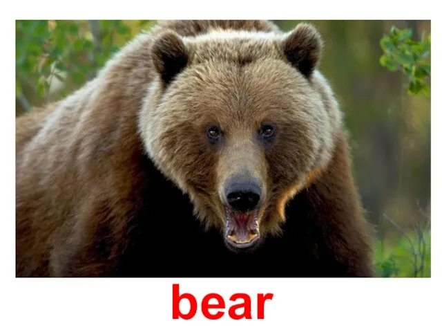 bear