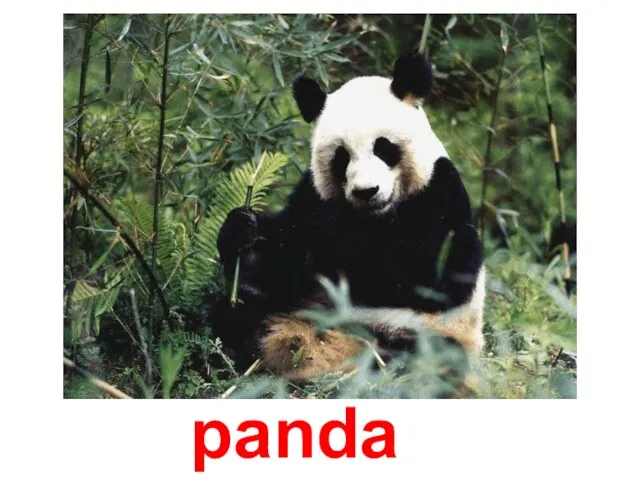 panda