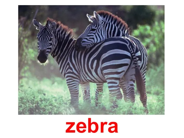 zebra