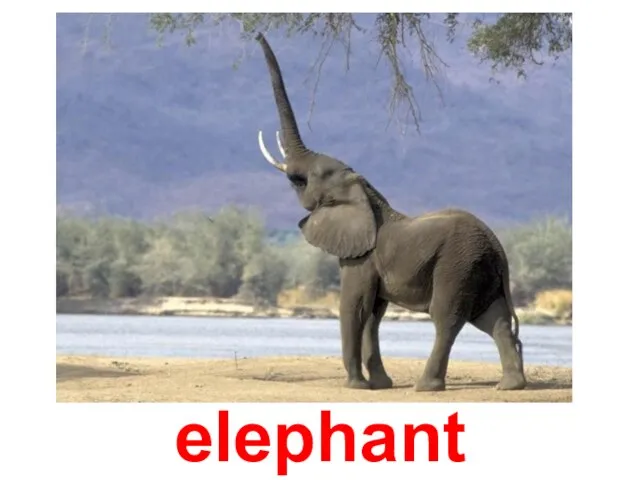 elephant