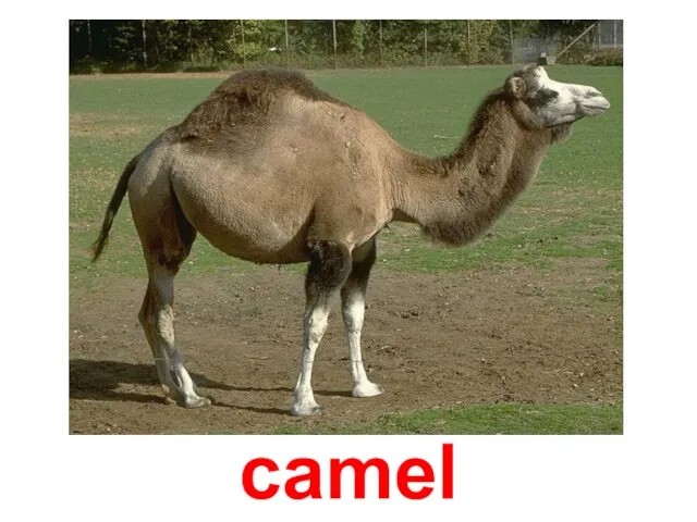 camel