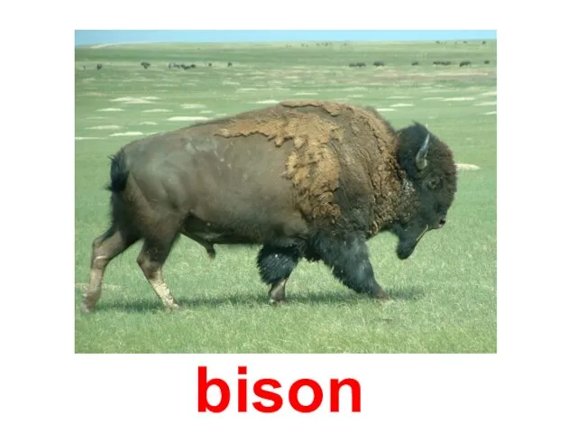 bison