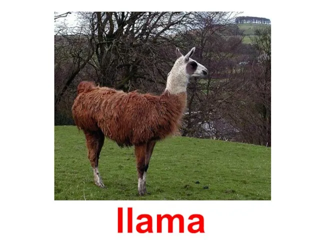 llama