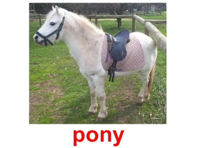 pony