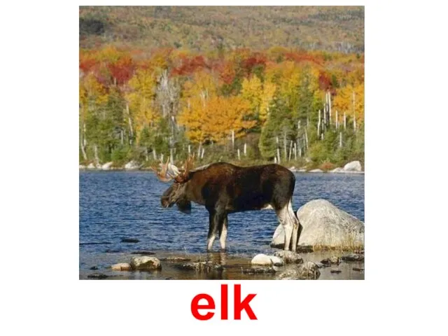 elk