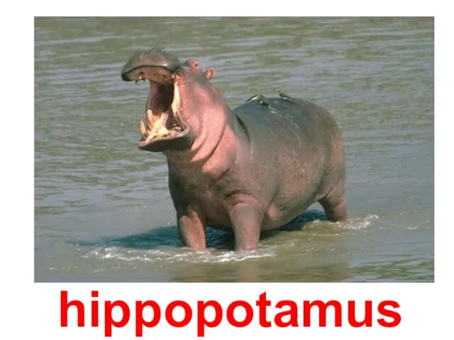 hippopotamus