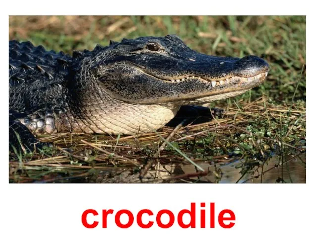 crocodile