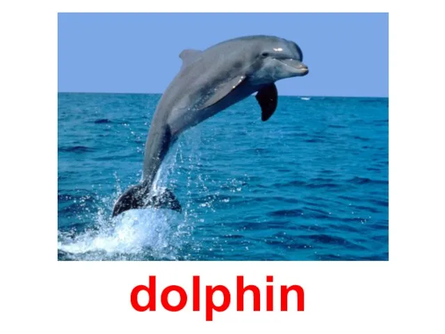 dolphin