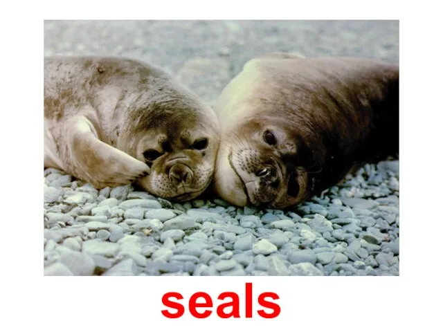 seals