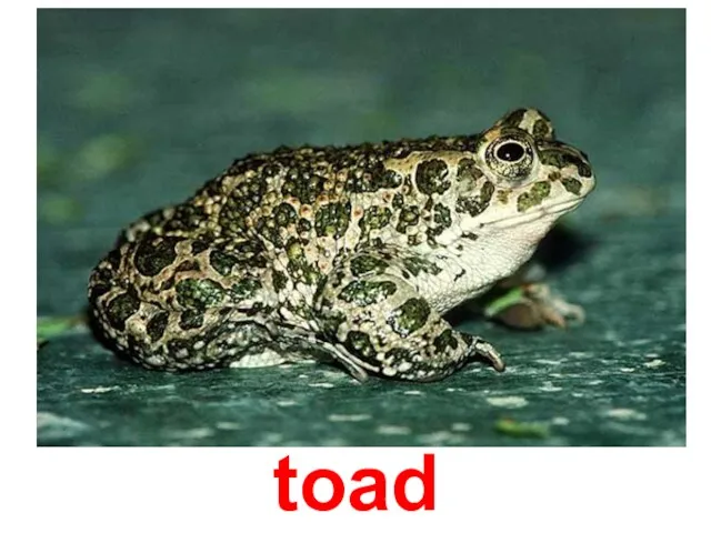 toad