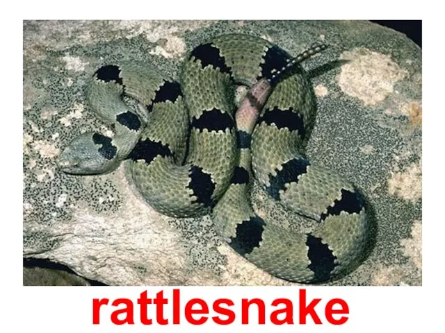 rattlesnake