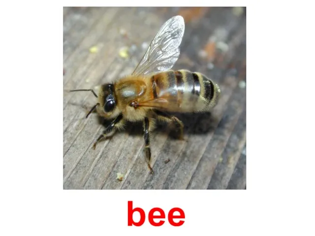 bee