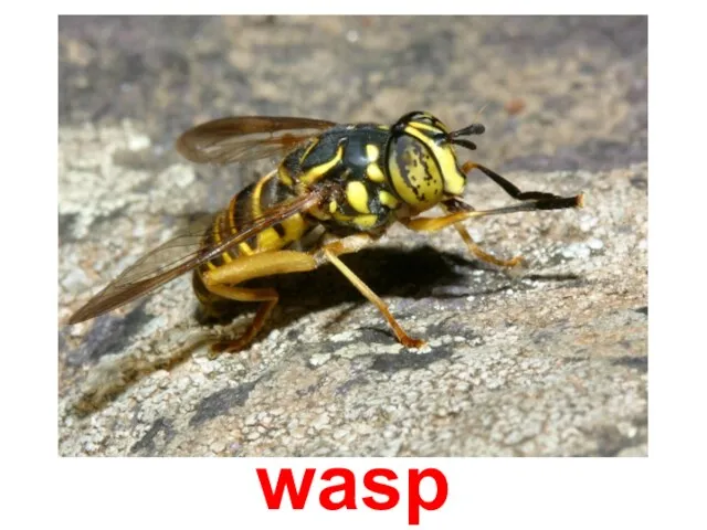 wasp