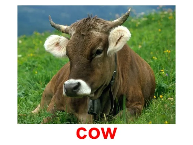 cow