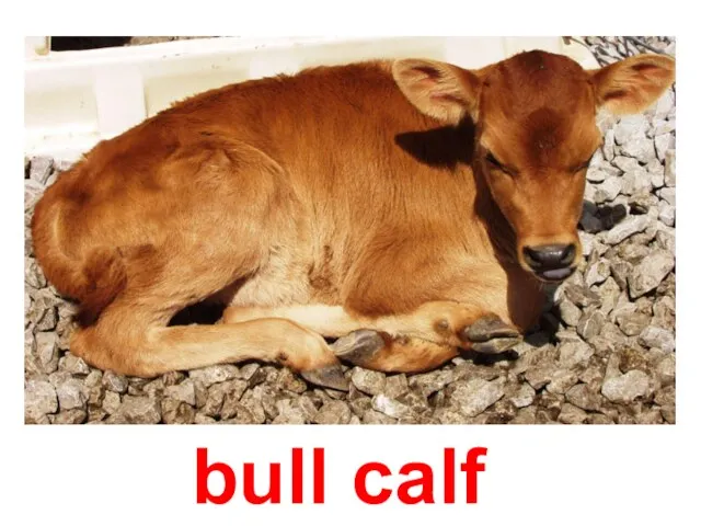 bull calf