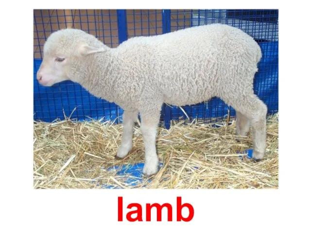 lamb