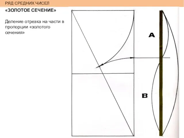 РЯД СРЕДНИХ ЧИСЕЛ «ЗОЛОТОЕ СЕЧЕНИЕ» Деление отрезка на части в пропорции «золотого сечения»