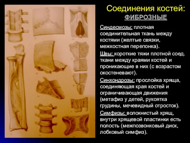 Соединения костей: ФИБРОЗНЫЕ Синдесмозы: плотная соединительная ткань между костями (желтые