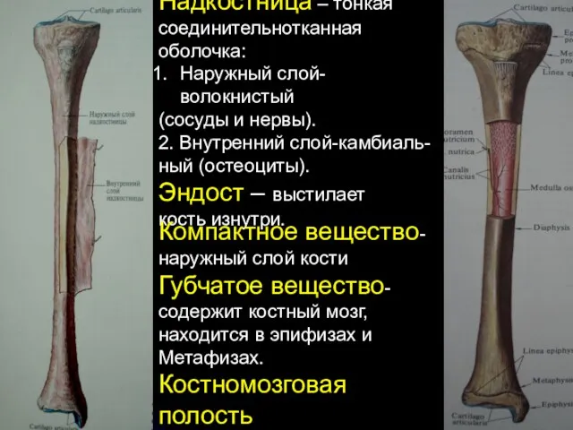 Надкостница – тонкая соединительнотканная оболочка: Наружный слой-волокнистый (сосуды и нервы).