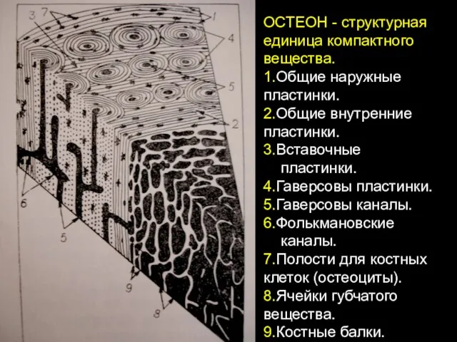 ОСТЕОН - структурная единица компактного вещества. 1.Общие наружные пластинки. 2.Общие