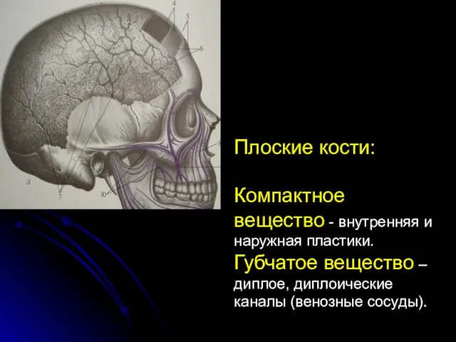 Плоские кости: Компактное вещество - внутренняя и наружная пластики. Губчатое