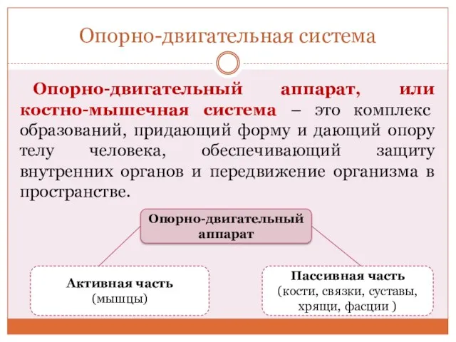 Опорно-двигательная система Опорно-двигательный аппарат, или костно-мышечная система – это комплекс