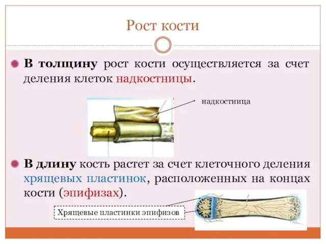 Рост кости В толщину рост кости осуществляется за счет деления