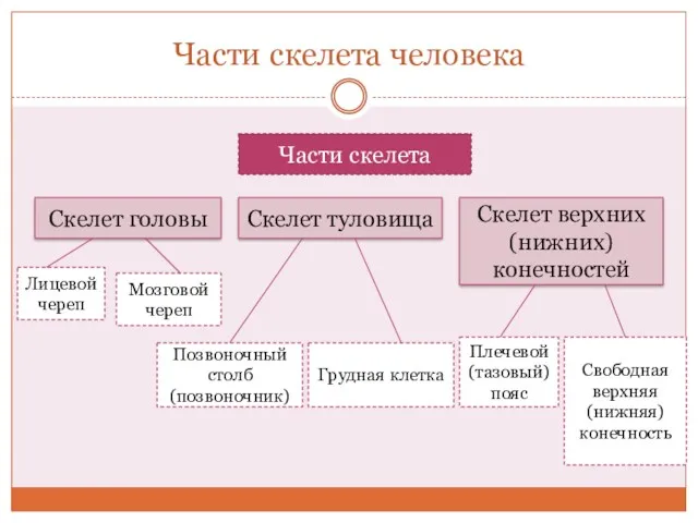 Части скелета человека Части скелета Скелет головы Скелет туловища Скелет