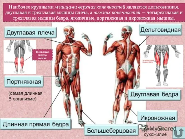 Мышцы конечностей Наиболее крупными мышцами верхних конечностей являются дельтовидная, двуглавая