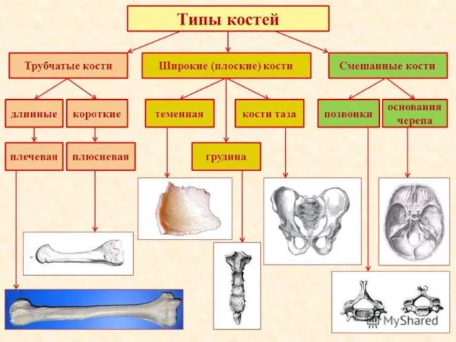 Типы костей и их функции