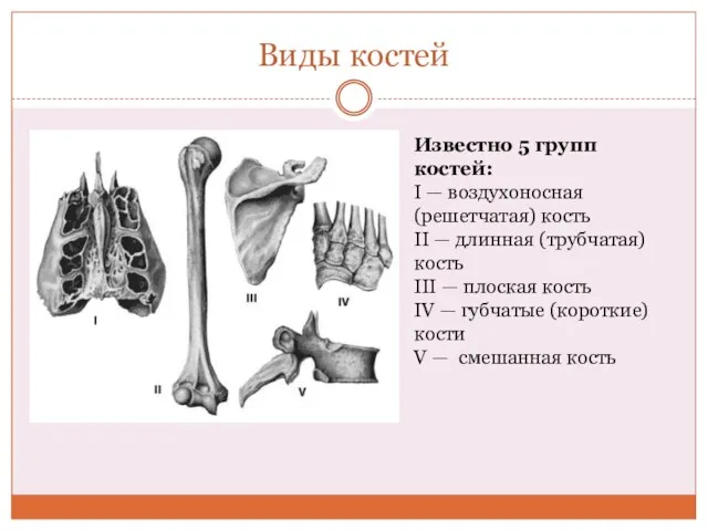 Виды костей Известно 5 групп костей: I — воздухоносная (решетчатая)