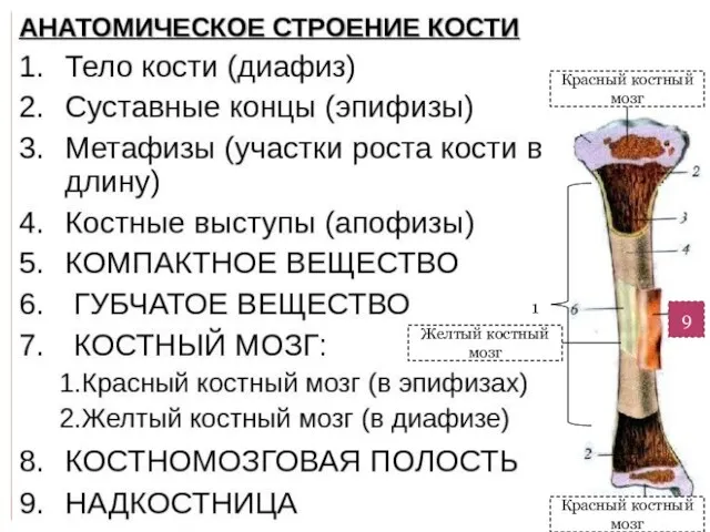 1 Красный костный мозг Красный костный мозг Желтый костный мозг 9