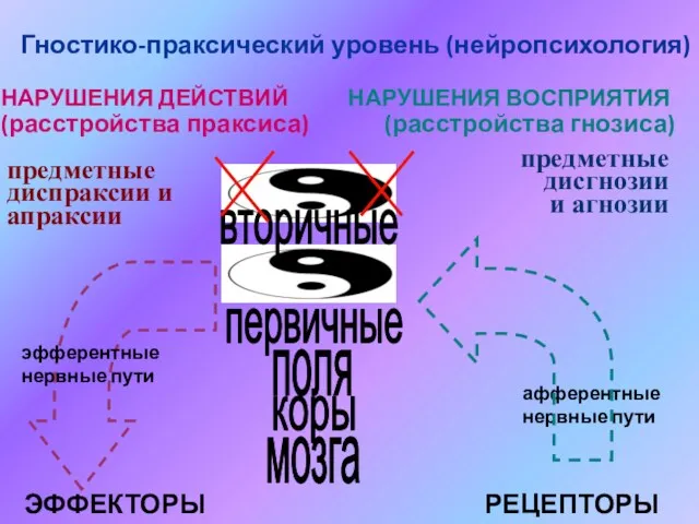 Гностико-праксический уровень (нейропсихология) НАРУШЕНИЯ ВОСПРИЯТИЯ (расстройства гнозиса) афферентные нервные пути