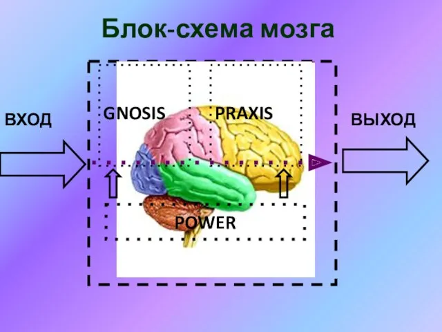 Блок-схема мозга ВХОД ВЫХОД GNOSIS PRAXIS POWER
