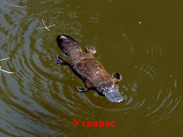 Утконос