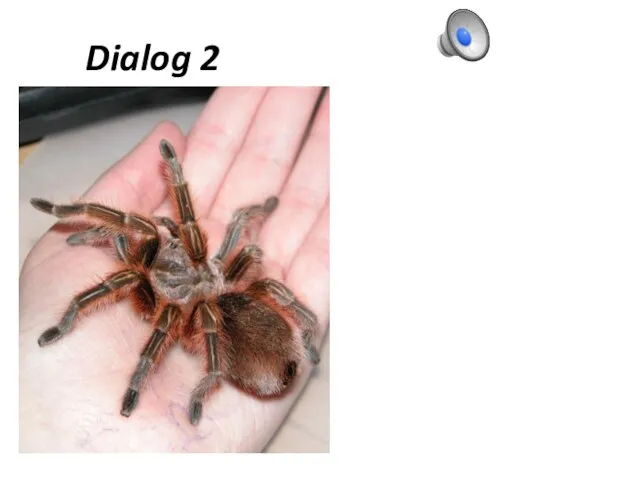 Dialog 2 - Ich habe eine Spinne. - Hast du