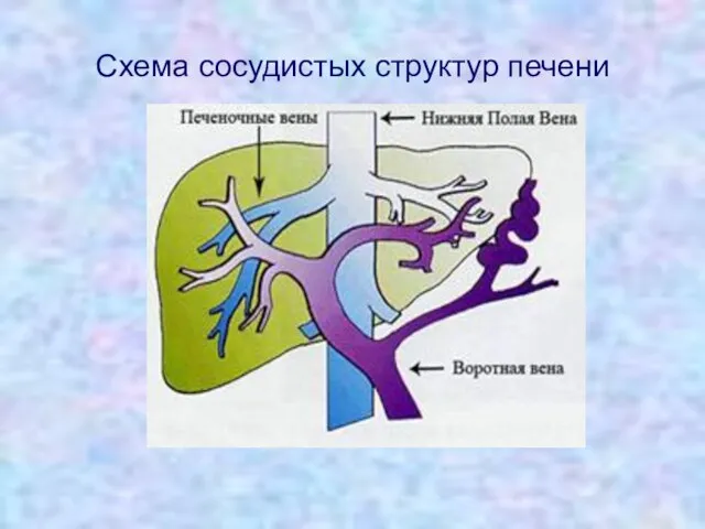 Схема сосудистых структур печени