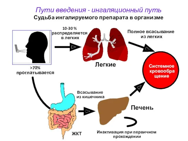 >70% проглатывается ЖКТ 10-30 % распределяется в легких Легкие Полное всасывание из легких