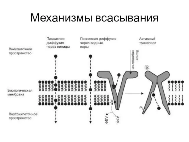 Механизмы всасывания