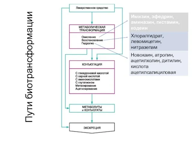 Пути биотрансформации