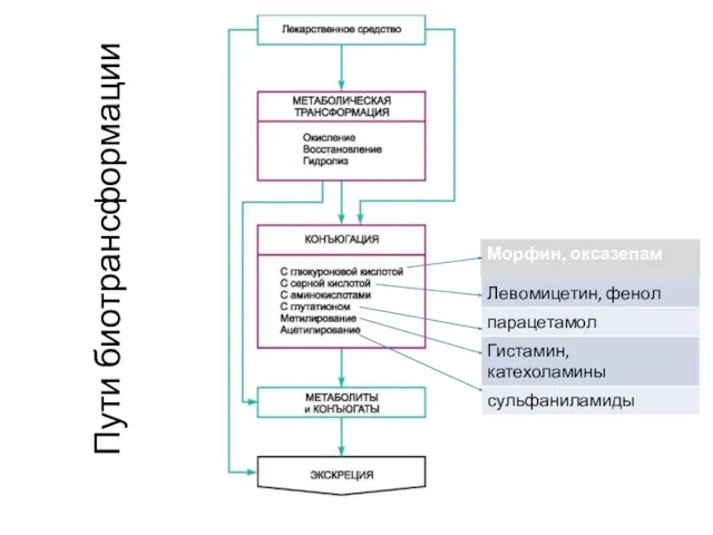 Пути биотрансформации