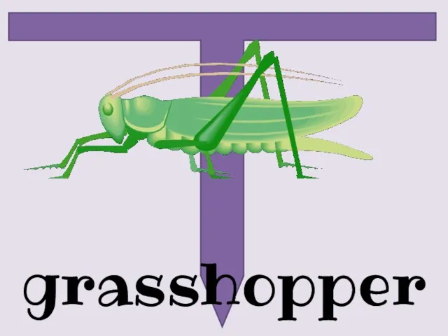 grasshopper