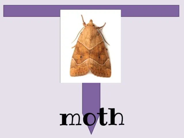 moth