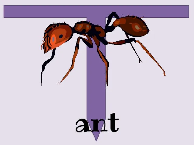 ant