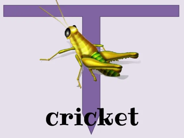 cricket