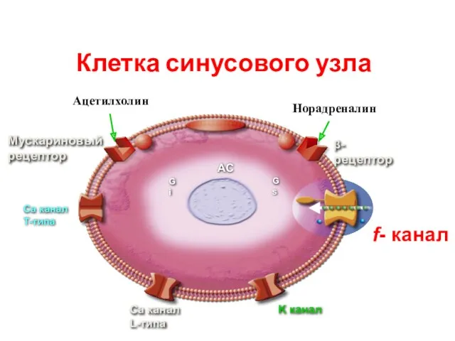Ca канал L-типа Ca канал T-типа K канал f- канал Клетка синусового узла