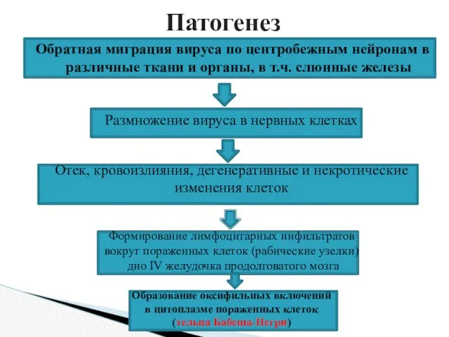 Обратная миграция вируса по центробежным нейронам в различные ткани и органы, в т.ч.