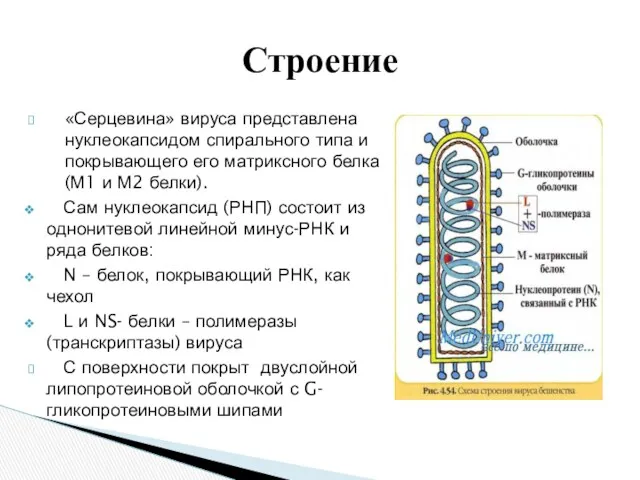 «Серцевина» вируса представлена нуклеокапсидом спирального типа и покрывающего его матриксного