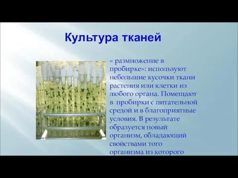 Культура тканей « размножение в пробирке»: используют небольшие кусочки ткани